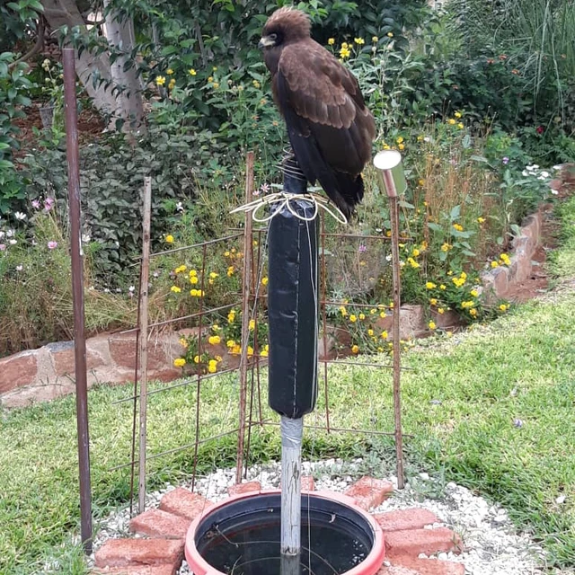 Falcon recharging energies on a Natural Harmony Station 22 as it energises land and garden